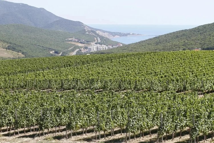 Вениамин Кондратьев выразил благодарность Совету Федерации за поддержку инициативы виноделов по строительству туристических объектов на виноградниках