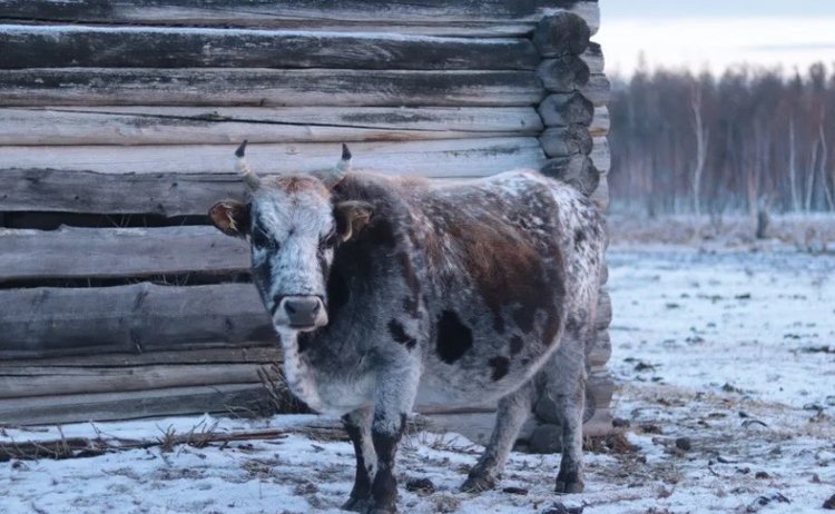 «Якутский скот» — уникальное предприятие — официально включено в государственный племенной реестр - фото