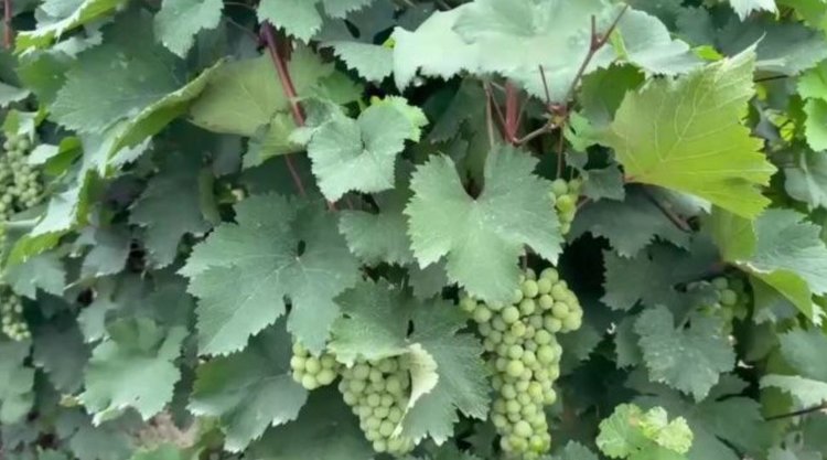 Дагестан последовательно наращивает производство привитых саженцев винограда - фото