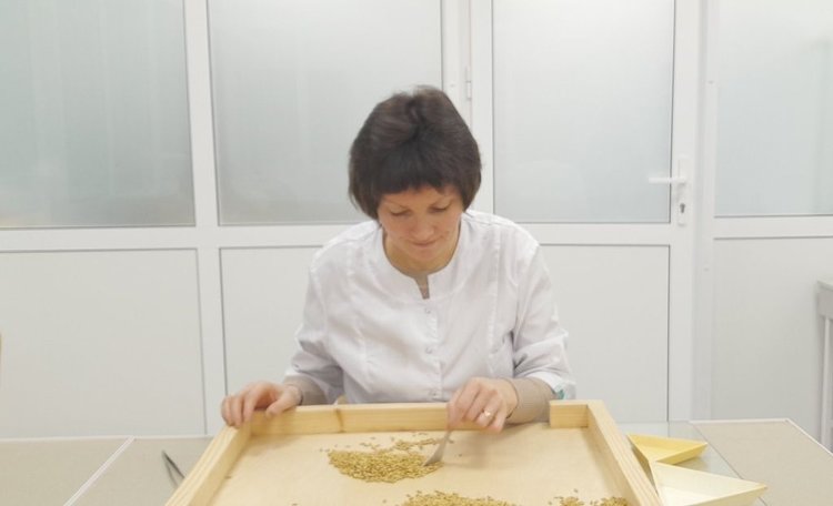 В Липецкой области специалисты проверяют семена на посевную 2026