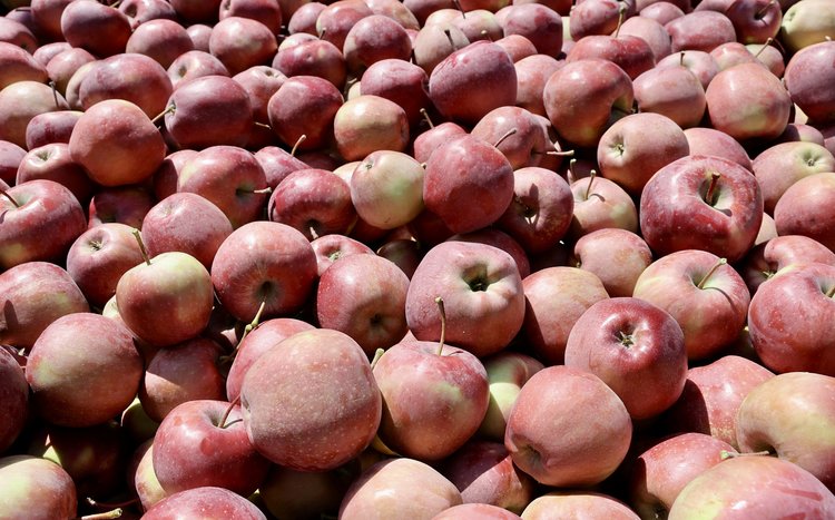 Кабардино-Балкария в 2025 году поставила новый рекорд по сбору плодов и ягод 