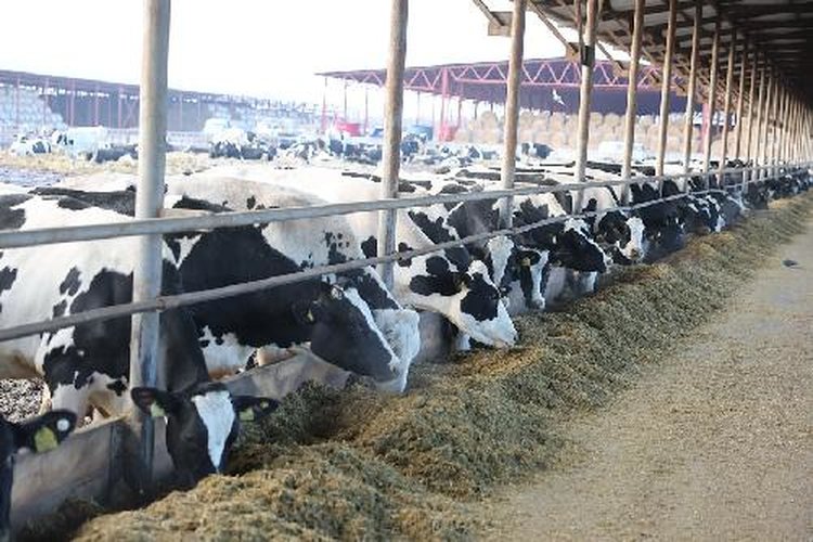 При господдержке племенные хозяйства Волгоградской области проводят генетические экспертизы молодняка