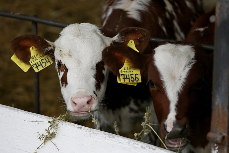 Краснодарский край - первый в России по выпуску фермерской продукции - фото