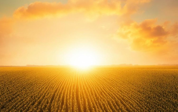 В Тыве площадь застрахованных сельхозкультур в 2025 году увеличилась в четыре раза