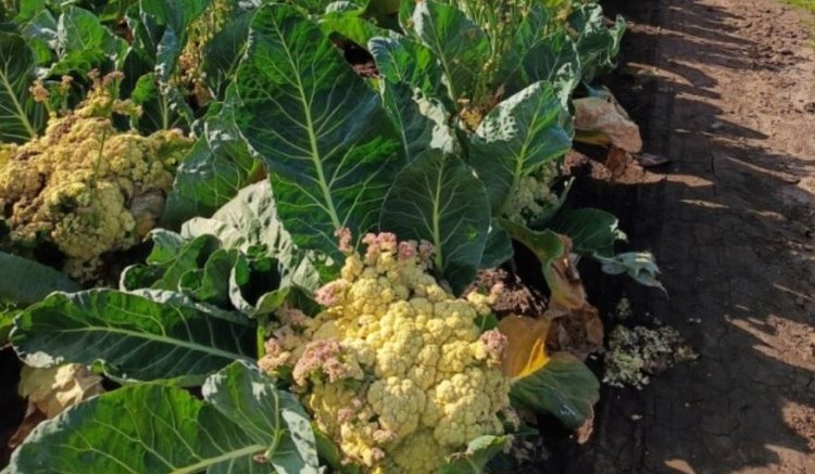 Фермер получил штраф за хлорпирифос на цветной капусте - фото