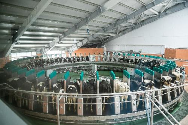 Молочные итоги 2025 года подвели в Волгоградской области - фото