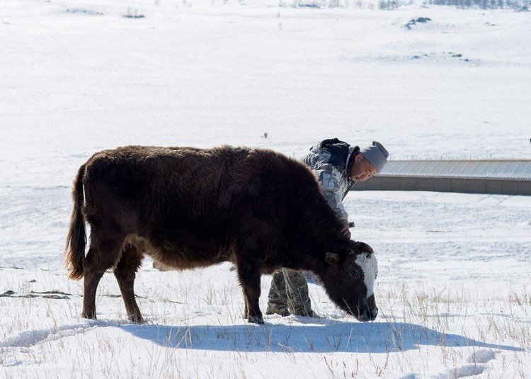 Фермер с яками и хайнаками развивает агротуризм в Иркутской области