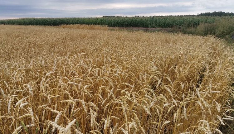 Агронаука и агроэкспорт: что поручено сделать госструктурам в 2026 году