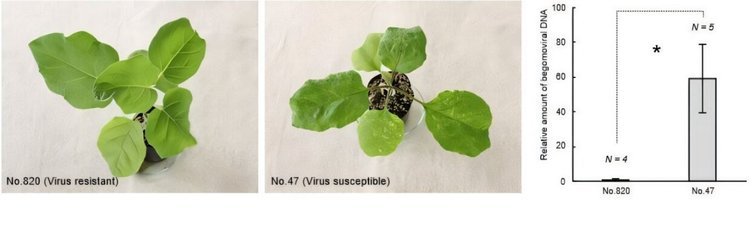 Новый путь устойчивости сельхозкультур к богемовирусам подсказал баклажан - фото