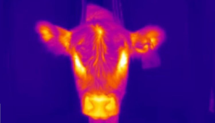 Инструмент на основе ИИ может измерять температуру крупного рогатого скота по фото