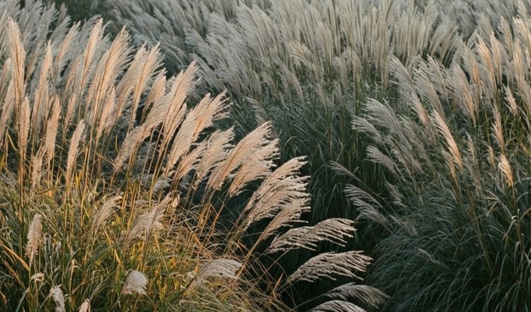 Мискантус: немецкий фермер реализует новаторский проект по производству сырья будущего