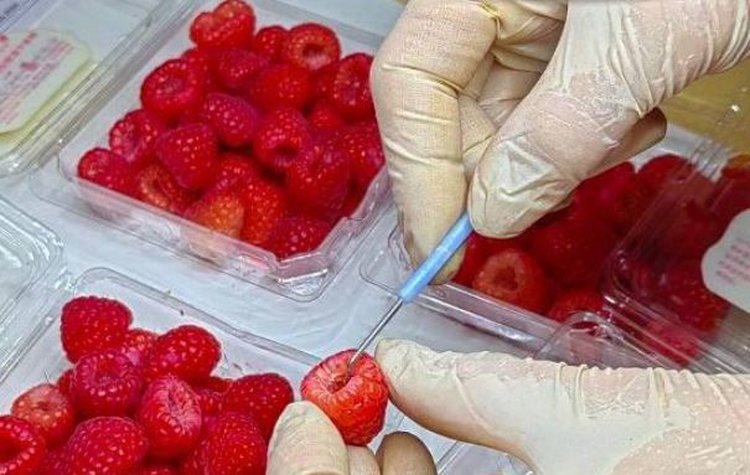 Сразу двух карантинных трипсов нашли в импортной малине