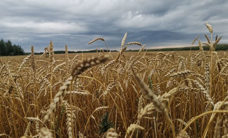 Молодые учёные Костромской ГСХА удостоены губернаторской премии за исследования сушки зерна и продуктивного долголетия коров - фото