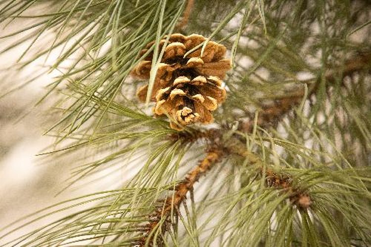 Ни одной новогодней елки не удалось срубить браконьерам в Волгоградской области