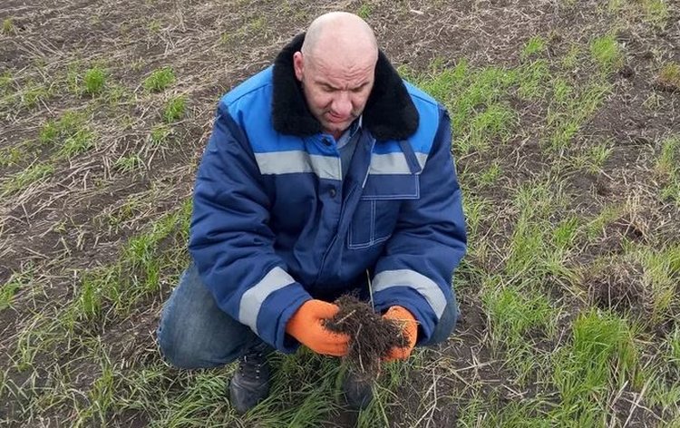 Как в 2025 году в ДНР защищали поля от вредителей и болезней