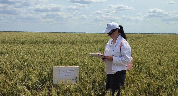 Итоги апробации семпосевов в Крыму, Херсонской и Запорожской областях 2025 - фото