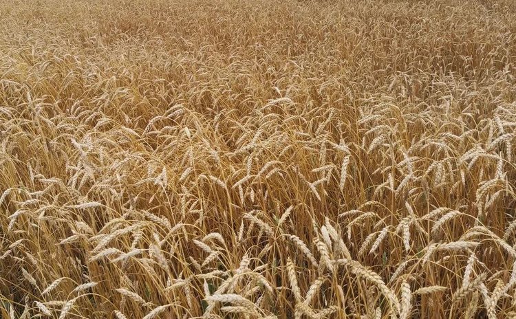 В Рязанской области подвели урожайные итоги 2025 с учетом зимней уборки