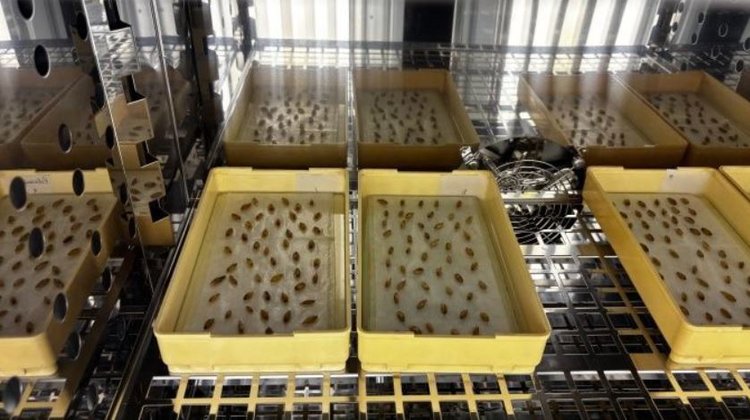 Семена овса на красно-бурую пятнистость проверяют в Россельхозцентре Хакасии