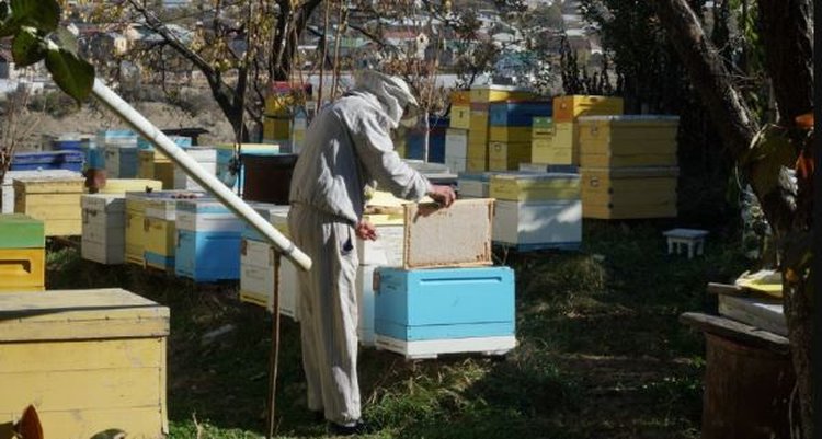 Дагестанское пчеловодство получит в этом году хороший финансовый стимул
