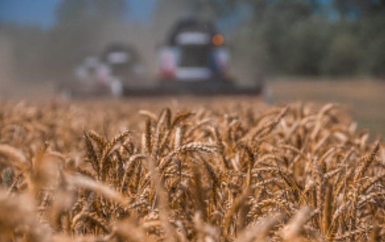 На возмещение затрат для производителей зерна в Липецкой области направляют 313,3 млн рублей