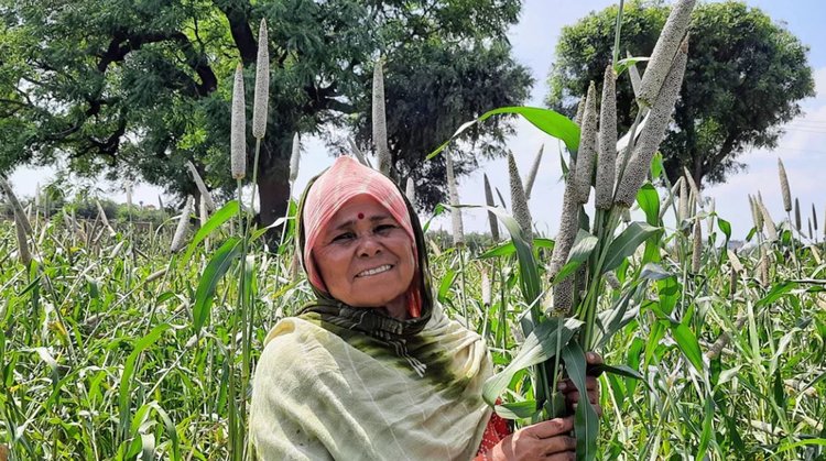 Представлен первый в мире трехкомпонентный гибрид жемчужного проса