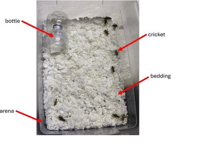 Какие эфирные масла ненавидят домашние сверчки - фото