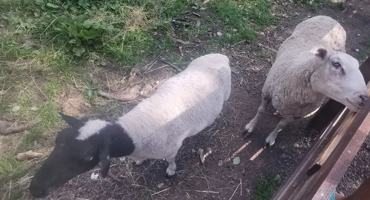 Бурятские учёные разработали добавку на основе жмыха облепихи для ускорения роста ягнят