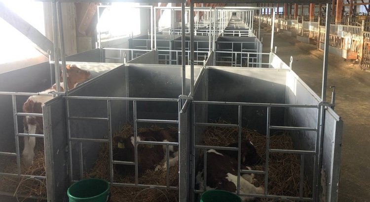 Лучше содержать телят вместе или отдельно? Ответ практика - фото