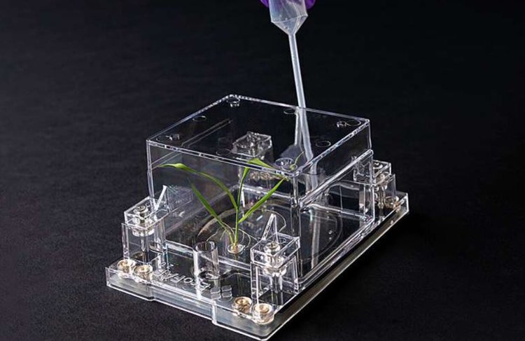 Новая камера для растений обеспечивает воспроизводимые данные о взаимодействии растений и микроорганизмов на разных континентах - фото