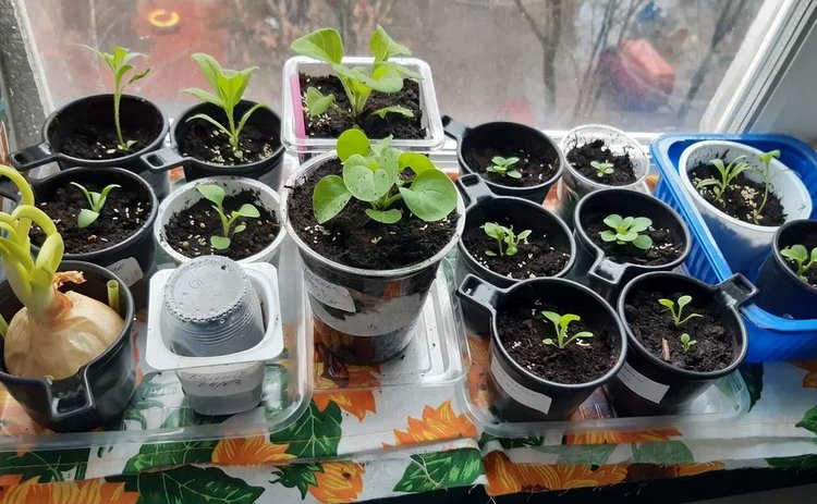 Как из самого дешевого овощного грунта сделать отличную почвосмесь для рассады - фото