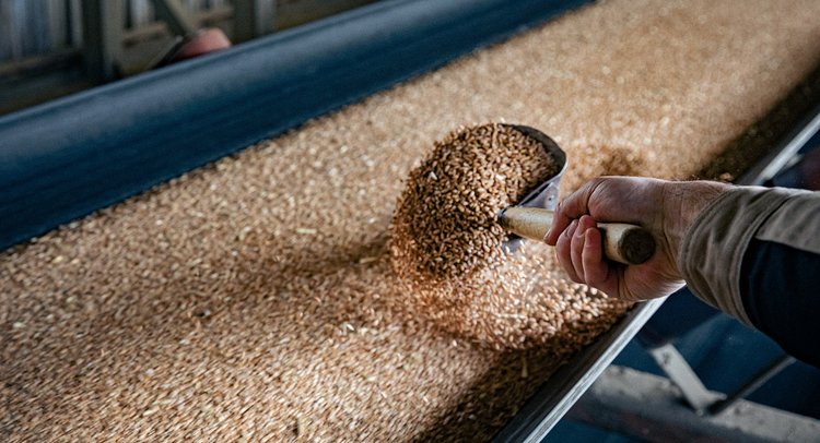 О зерновых позициях России на рынках Ближнего Востока - фото