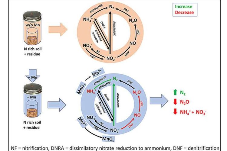 Марганец выступил в неожиданной роли контролера азотного загрязнения и выброса парниковых газов - фото