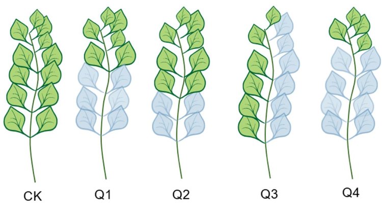 Как повысить урожайность топинамбура одним простым приемом, выяснили китайские ученые