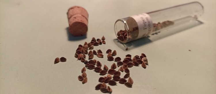 Интересное о сорняках: горец вьюнковый - опасный конкурент, медонос и лекарство!