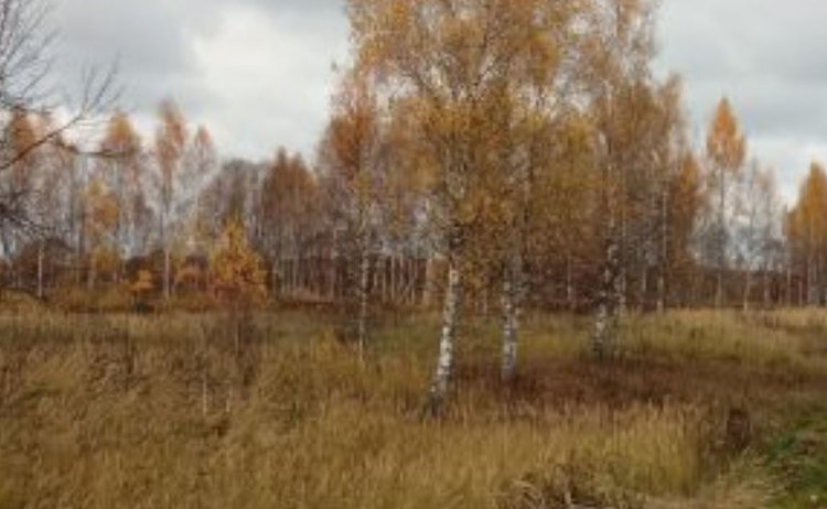 Собственника 515 гектаров заброшенных сельхозугодий в Калужской области оштрафовали