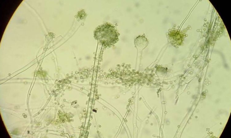 Научную работу с многообразием грибов в агроэкологических системах упрощает инструмент на основе ИИ - фото