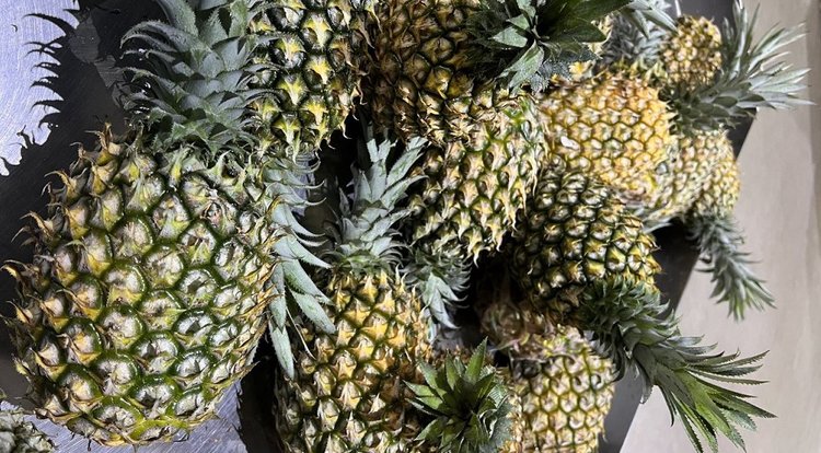 Импортные ананасы стали ещё одним транспортом для опасного червеца Комстока