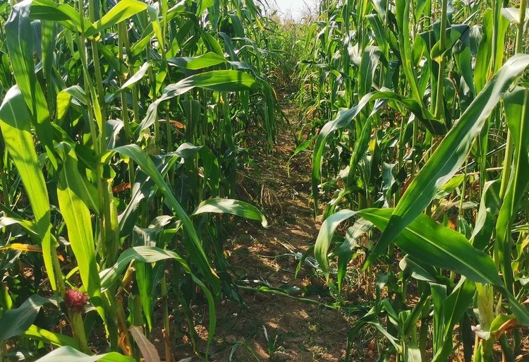 Рейтинг регионов-лидеров по агрострахованию 2025: НСА - фото