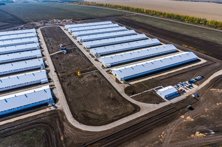 В Пензенской области ГК Дамате наращивает выпуск индейки - фото