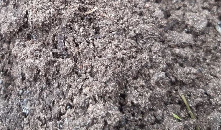 Сколько полей облюбовала корневая гниль в Красноярском крае - фото