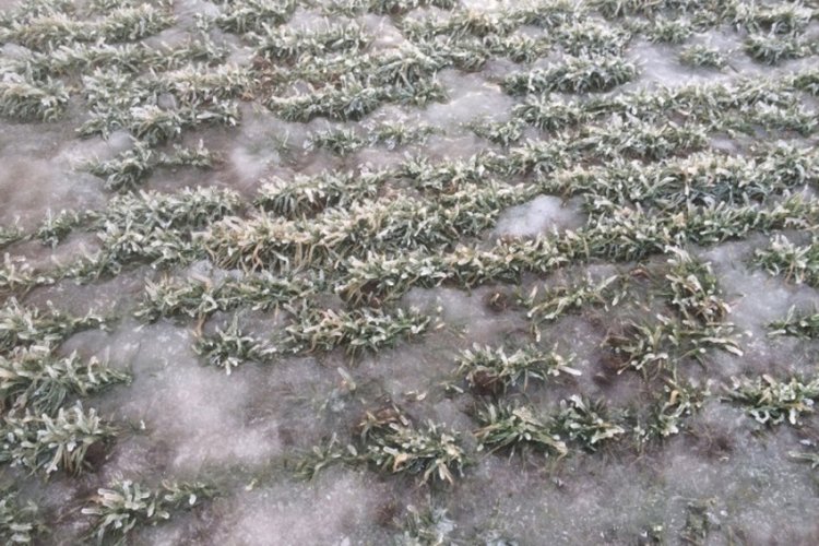 Ставропольским полям угрожает ледяная корка 