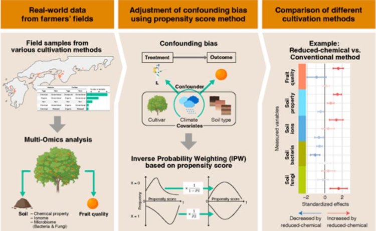 Преимущества и недостатки агрохимических пестицидов и удобрений на практике: пример мандаринов - фото