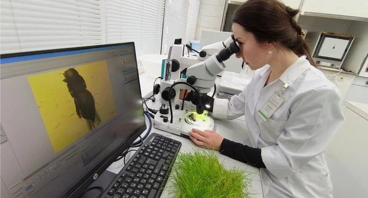 В Саудовскую Аравию из Татарстана отправили газонную траву на научном грунте