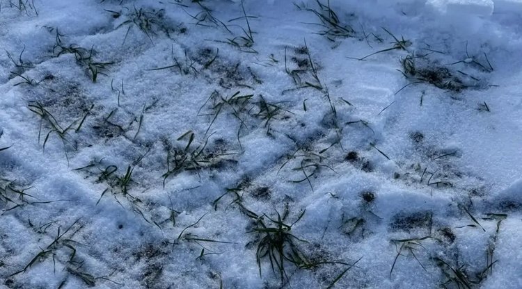 Озимые под урожай 2026 в Ростовской области вошли в зону погодной турбулентности - фото