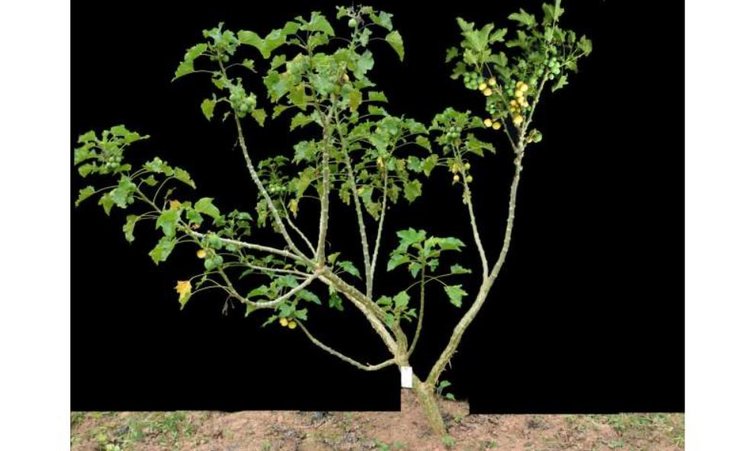 Ятрофа становится масличной биотопливной культурой благодаря открытию важного гена - фото