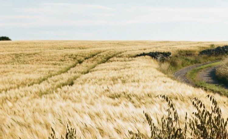 Какие сельхозкультуры алтайской селекции попали в общероссийский рейтинг популярности 2025