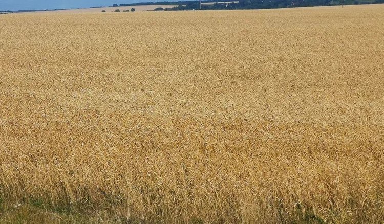 В Рязанской области за минувший год производство сельхозпродукции выросло на 10,8% - фото