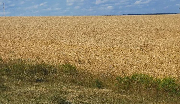 Регионы с самыми большими агростраховыми выплатами в 2025 году назвал НСА - фото