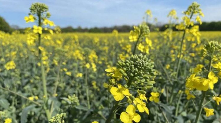 Сфингопиксис входит в когорту растительных пробиотиков для рапса и селекция на дружественный корневой фенотип - фото