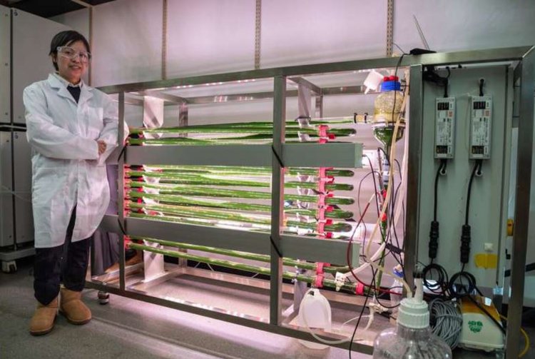 Созданные в «Шреке» водоросли отправятся на очистку вод от микропластика - фото